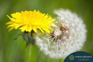 Dandelion 2