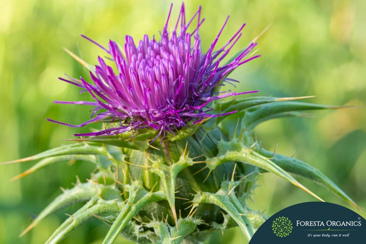 Milk Thistle 1 Milk Thistle
