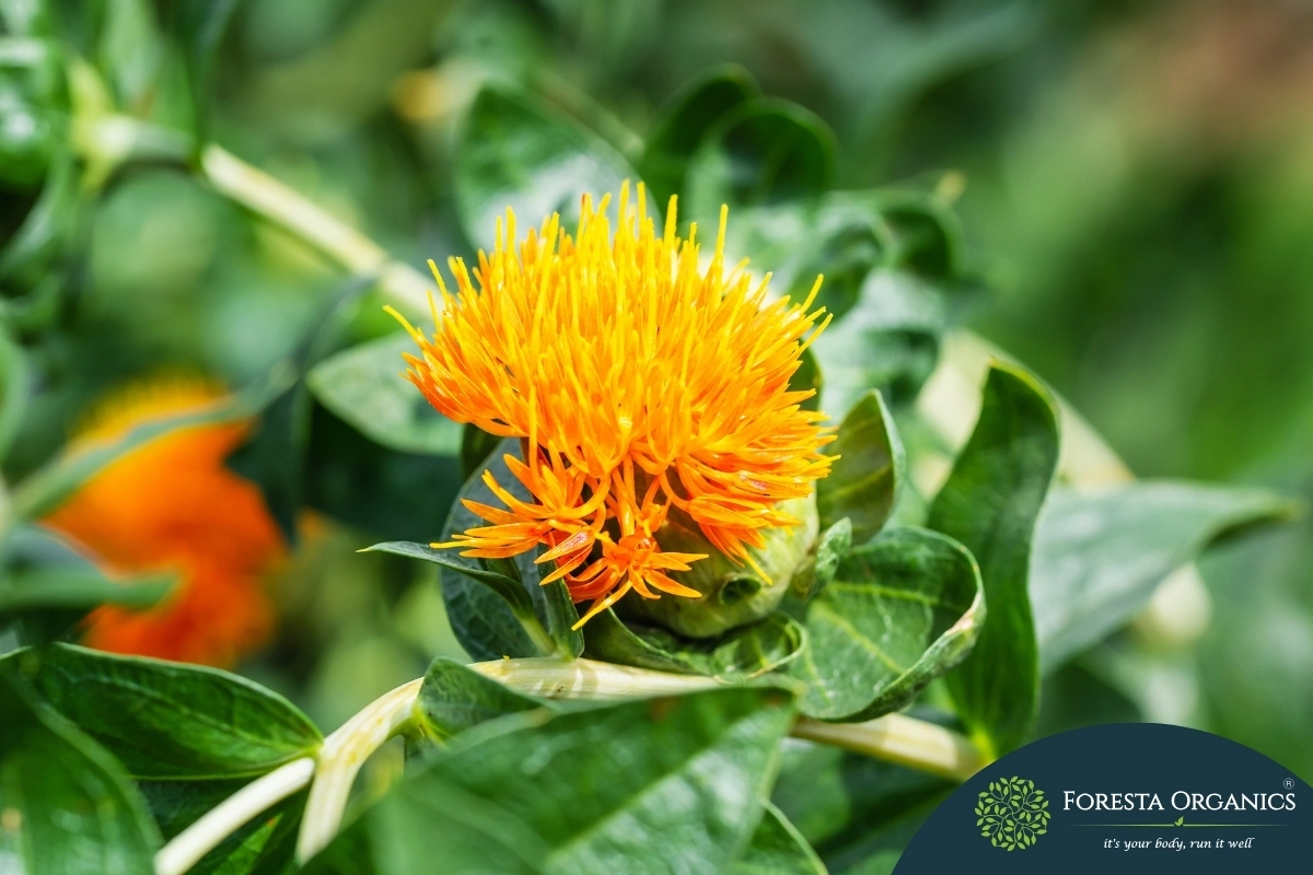 Safflower 1 Safflower