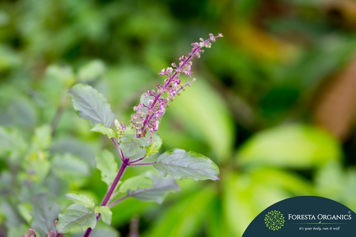 Tulsi 1 Tulsi