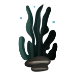 Algae
